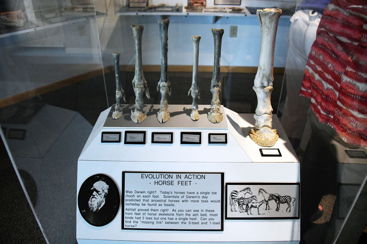 036 Comparison of prehistoric horses hooves to one from present day.JPG